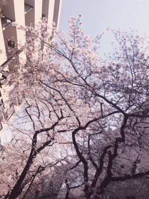 桜きれい( ・ω・)のサムネイル