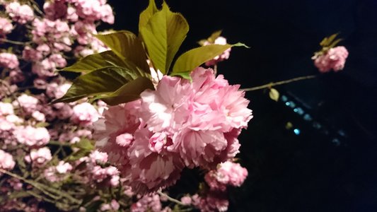 夜桜 - 画像2