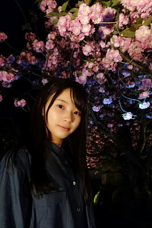 夜桜 - 画像4