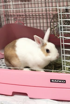 ラジオドラマ - 画像4