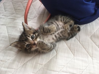 新しい家族のサムネイル