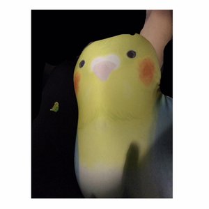 🐤💕 - 画像3
