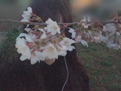 Natto。 - 画像9