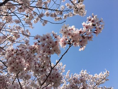 さくらさくら。562。 - 画像4