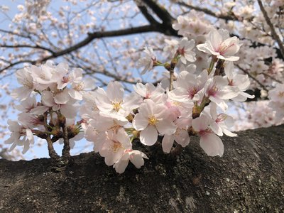 新学期の匂い - 画像2