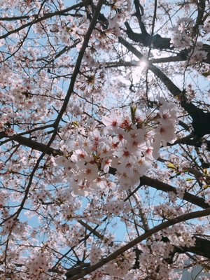 2周年おめでとうございます!! - 画像1