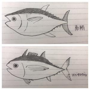 お寿司愛を伝えていきたい🍣vol.2 - 画像3