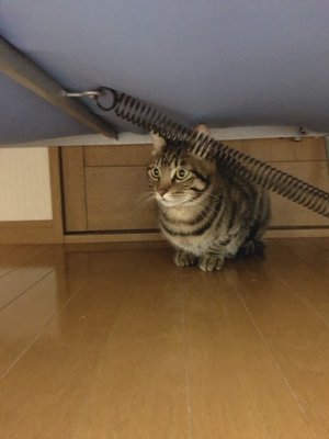 イクラ - 画像2