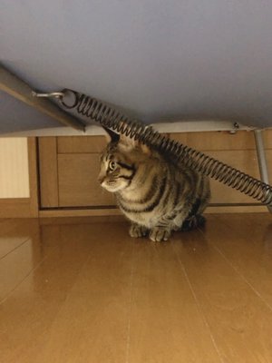 イクラ - 画像3