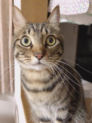 愛猫のこたまくんです - 画像6