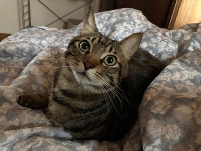 愛猫のこたまくんです - 画像7