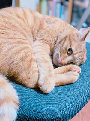 久々の🐱のサムネイル