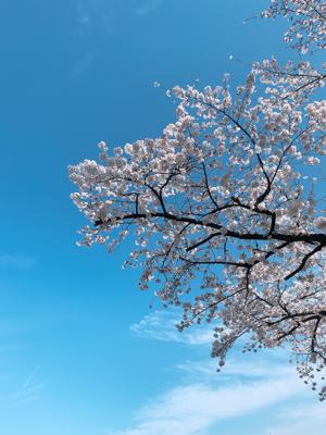 桜だね〜のサムネイル