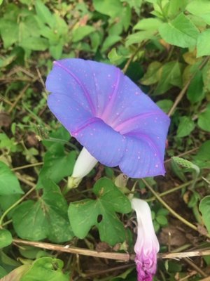 🌺【立ち漕ぎ】🌺 - 画像7