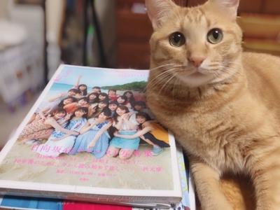 あおからの伝言🐱のサムネイル