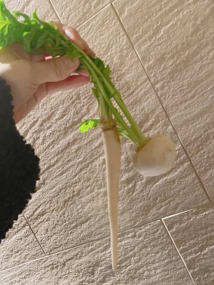 春の七草全部言えますか？🍀 - 画像2