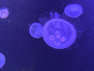 いざ - 画像4
