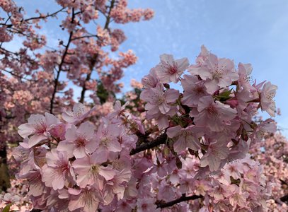 日向夏の皮をむく。のサムネイル