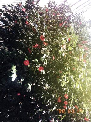つばき🌺のサムネイル