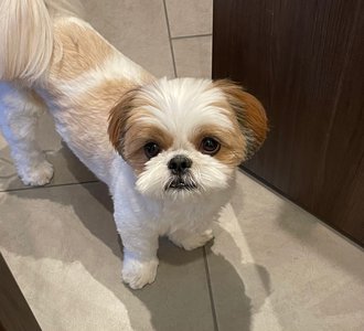 3歳🐶 - 画像2
