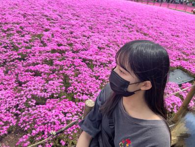 芝桜のサムネイル