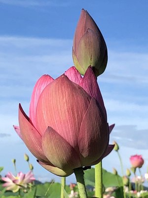 夢が叶いました✨ - 画像2