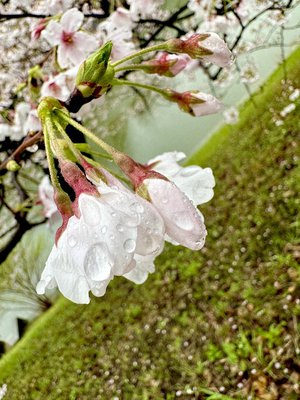 花の華。お昼に失礼します〜 - 画像2