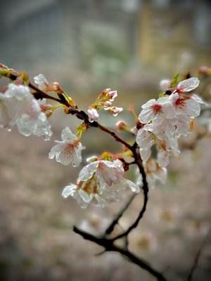 花の華。お昼に失礼します〜 - 画像3