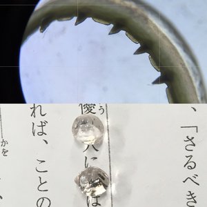 生物選択🦑岸帆夏（きしほのか）です。のサムネイル