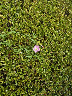花言葉。🪷　ふと思ったことを。 - 画像4