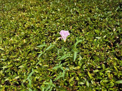 花言葉。🪷　ふと思ったことを。 - 画像5
