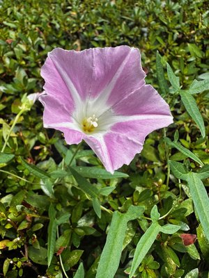 花言葉。🪷　ふと思ったことを。 - 画像6
