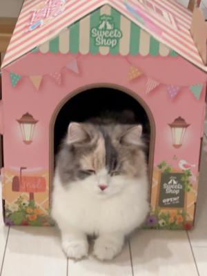 🌸のサムネイル