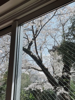 一周回って春（？） - 画像2