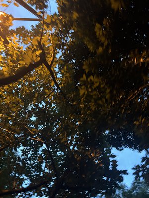 バッハに願うくらいどうしても叶えて欲しいお願いってなんだと思う？ - 画像4