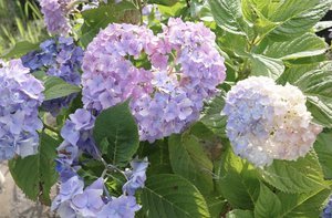 もうきっとかれちゃったかな〜 - 画像2