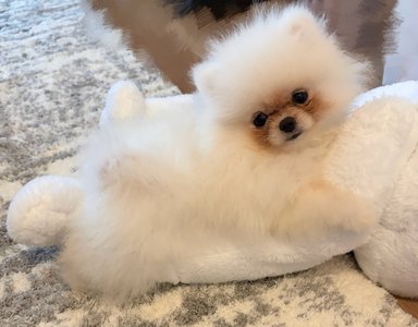 あまいかおりのお便りのサムネイル