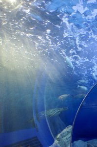 水族館𓈒𓆉🫧‪*。 - 画像3