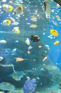 水族館𓈒𓆉🫧‪*。 - 画像4