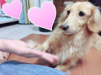 愛犬(*^ω^*)  みれい - 画像2