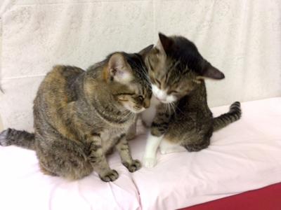 猫ちゃん♡  みれい - 画像2