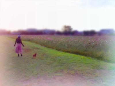 コスモス...41 - 画像3