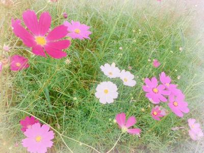 コスモス...41 - 画像5