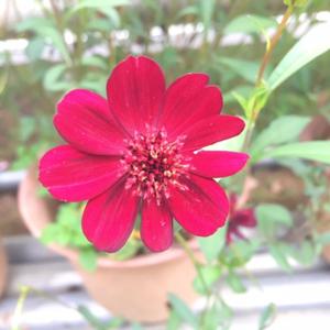 花言葉...48 - 画像4