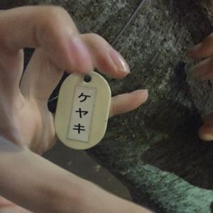 ケヤキ(・ω・) - 画像2