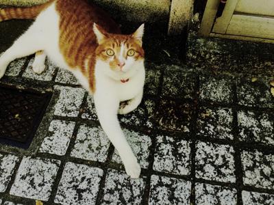 キラリン - 画像3