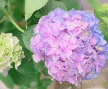 あじさい..193 - 画像2