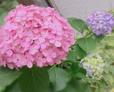 あじさい..193 - 画像3