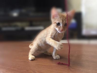 増員…♥ - 画像2