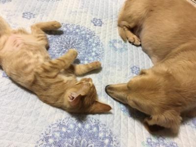 はぴことあおこ。 - 画像2